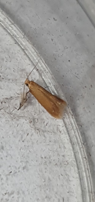 Tischeria ekebladella  - Melchior Viallet