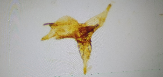 Tischeria ekebladella  - Melchior Viallet