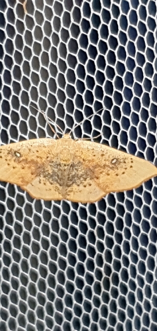 Cyclophora lennigiaria  - Melchior Viallet