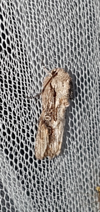 Egira conspicillaris  - Melchior Viallet