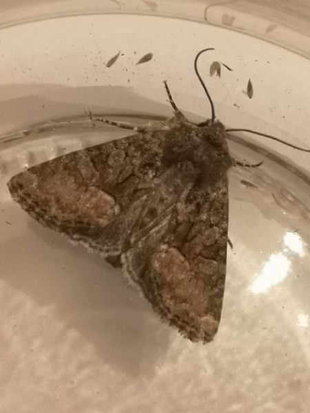 Oligia sp.  - Françoise Rauzieres (TGB-SSNTG)
