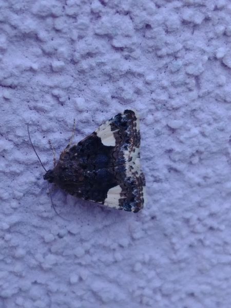 Noctuelle en deuil 