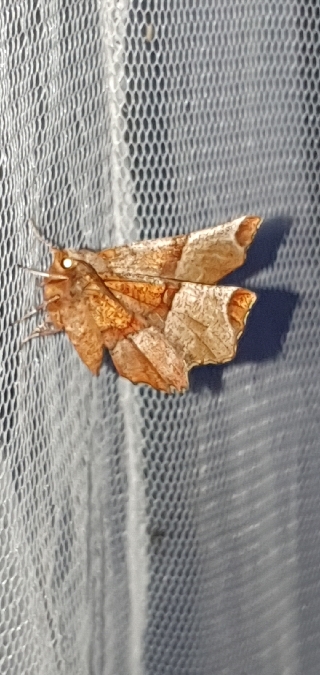 Selenia lunularia  - Melchior Viallet