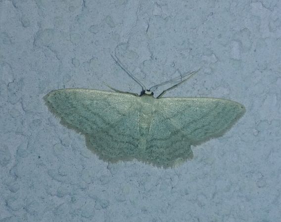 Idaea subsericeata 