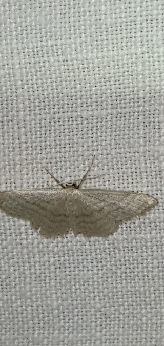 Idaea subsericeata  - Melchior Viallet