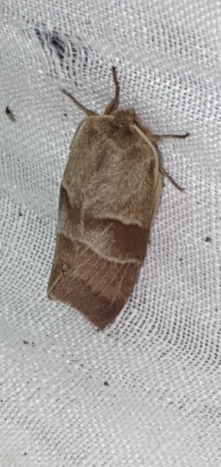 Bombyx de la Ronce  - Melchior Viallet