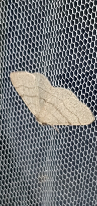 Adactylotis gesticularia  - Melchior Viallet