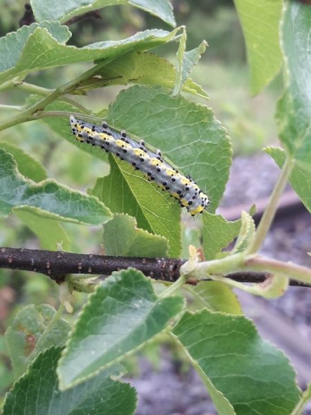 Diloba caeruleocephala  - Sylvain Lethuillier