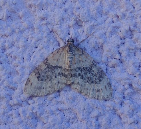 Acasis viretata 