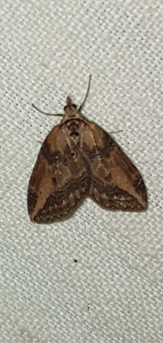 Chesias isabella  - Melchior Viallet