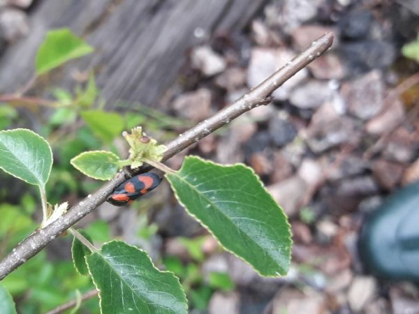Cercopis vulnerata  - Sylvain Lethuillier