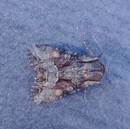 Lacanobia w-latinum 