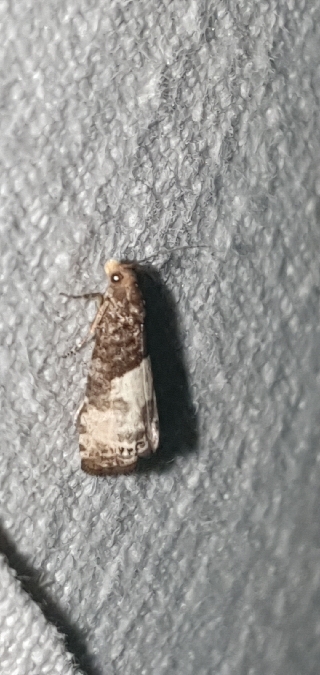 Notocelia cynosbatella  - Melchior Viallet