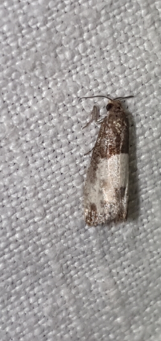 Notocelia cynosbatella  - Melchior Viallet