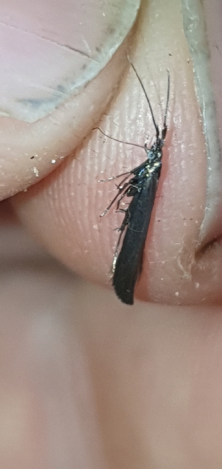 Coleophora deauratella  - Melchior Viallet