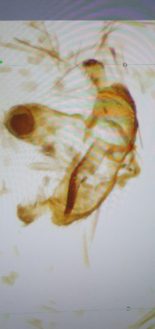 Coleophora deauratella  - Melchior Viallet