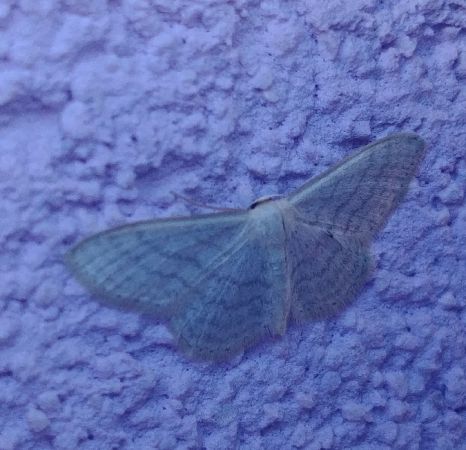 Idaea subsericeata 