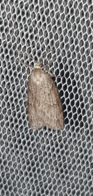 Pachycnemia hippocastanaria  - Melchior Viallet