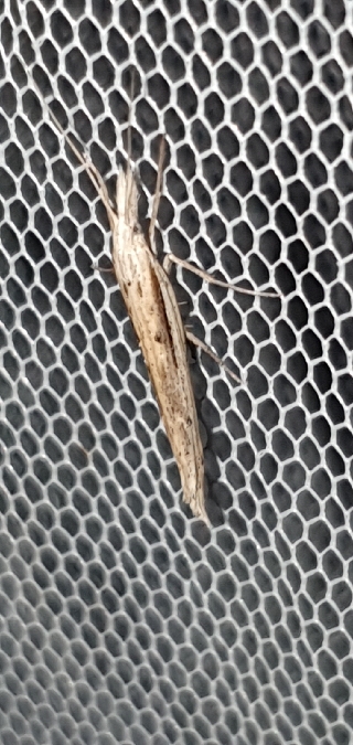 Ypsolopha mucronella  - Melchior Viallet