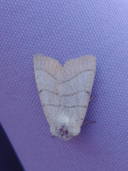 Charanyca trigrammica 