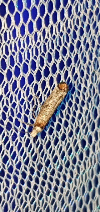 Pseudoswammerdamia combinella  - Melchior Viallet