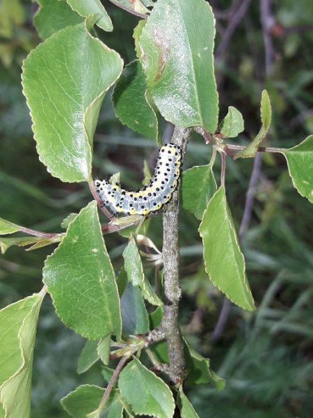Diloba caeruleocephala  - Sylvain Lethuillier