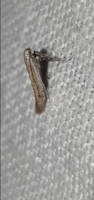 Aspilapteryx tringipennella  - Melchior Viallet
