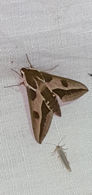 Sphinx de l'Euphorbe  - Melchior Viallet