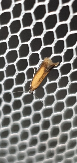 Coptotriche marginea  - Melchior Viallet