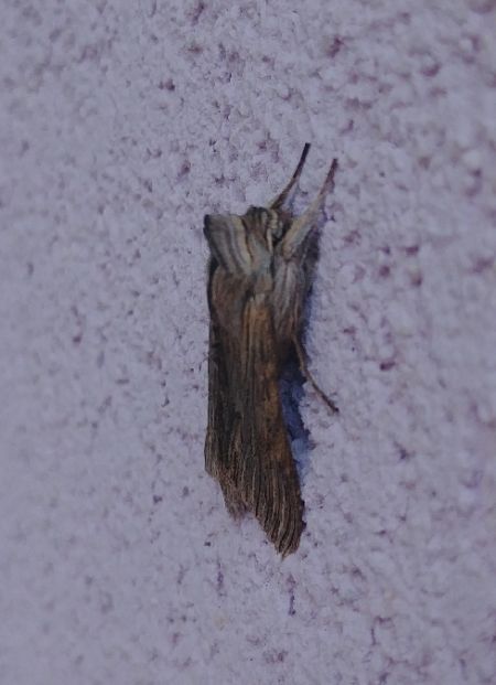 Cucullie de la camomille 