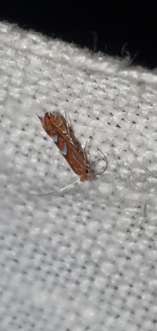 Phyllonorycter belotella  - Melchior Viallet