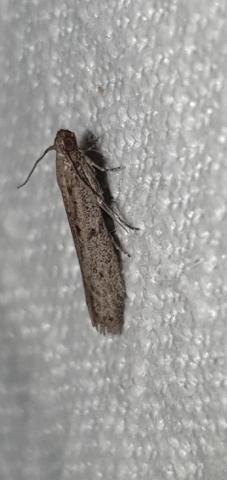 Cadra figulilella  - Melchior Viallet