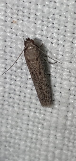 Cadra figulilella  - Melchior Viallet