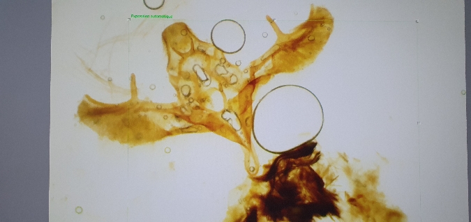 Cadra figulilella  - Melchior Viallet