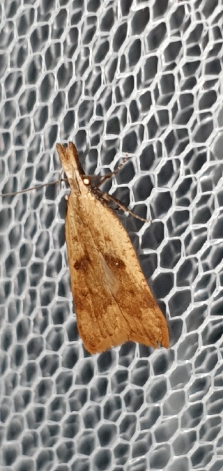 Dichomeris derasella  - Melchior Viallet