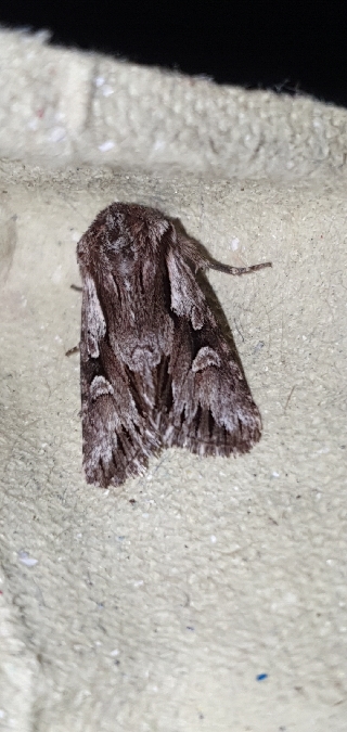 Actinotia hyperici  - Melchior Viallet