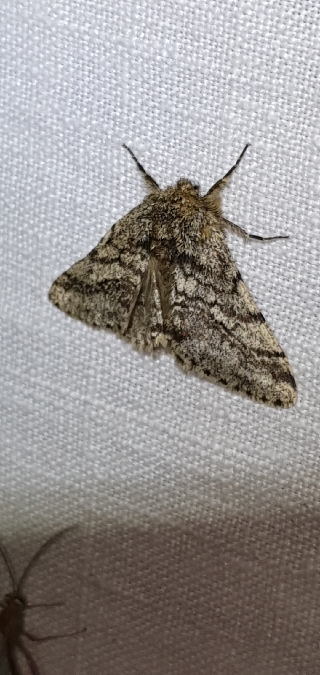 Lycia hirtaria  - Melchior Viallet