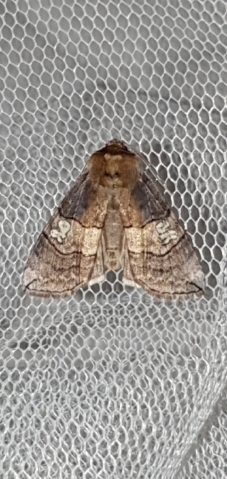 Octogésime  - Melchior Viallet