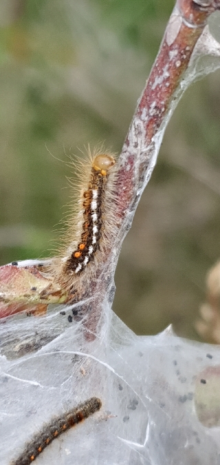 Cul brun  - Melchior Viallet