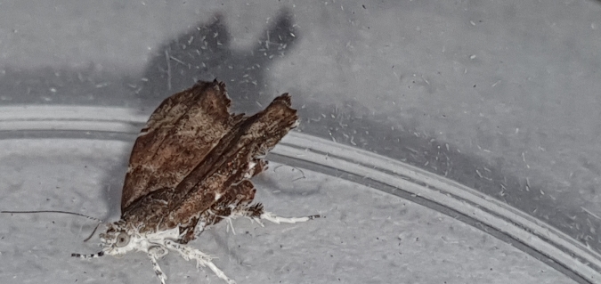 Choreutis nemorana  - Melchior Viallet