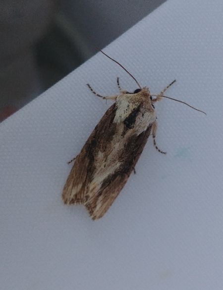 Egira conspicillaris 