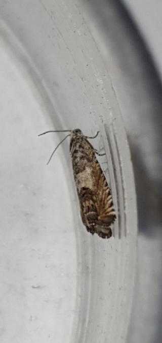Cydia ilipulana  - Melchior Viallet