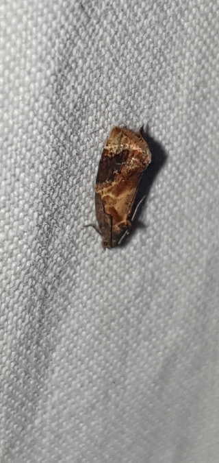 Ditula angustiorana  - Melchior Viallet