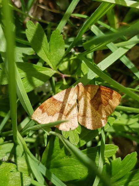 Plagodis pulveraria  - Thomas Lux