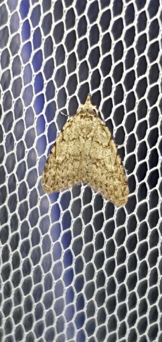 Nola cicatricalis  - Melchior Viallet