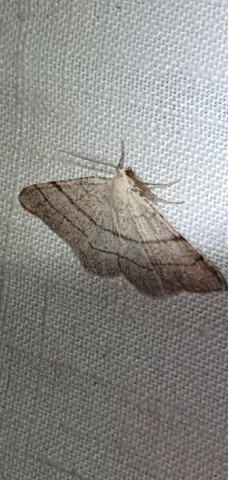 Adactylotis gesticularia  - Melchior Viallet