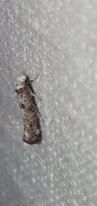 Paraswammerdamia albicapitella  - Melchior Viallet