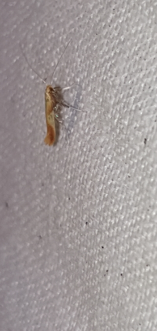 Caloptilia robustella  - Melchior Viallet