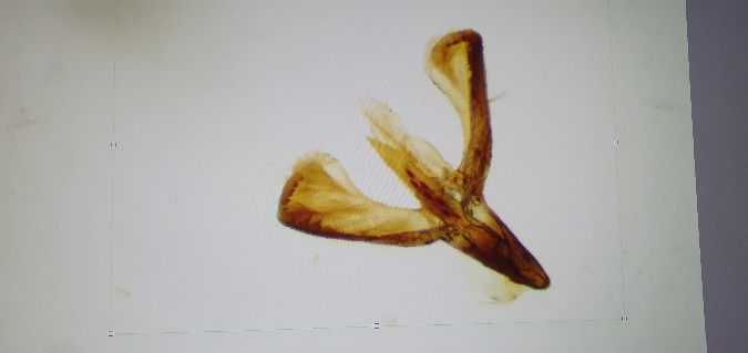 Caloptilia robustella  - Melchior Viallet