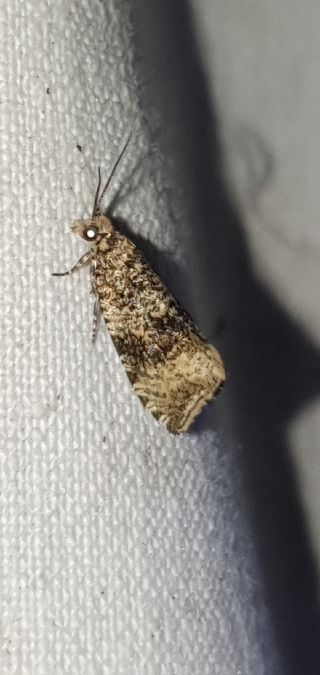 Celypha lacunana  - Melchior Viallet